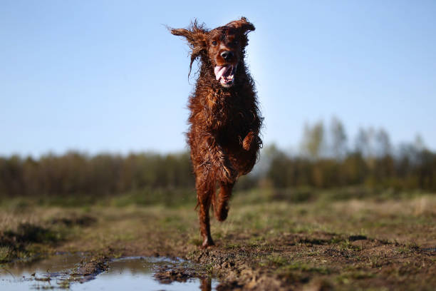 istock Hunting Irish Setter dog running on field 1186540165