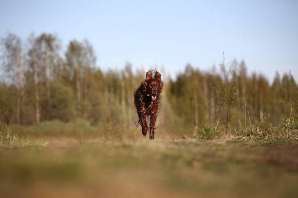 istock Dirty Irish Setter dog running on spring field 1186540176