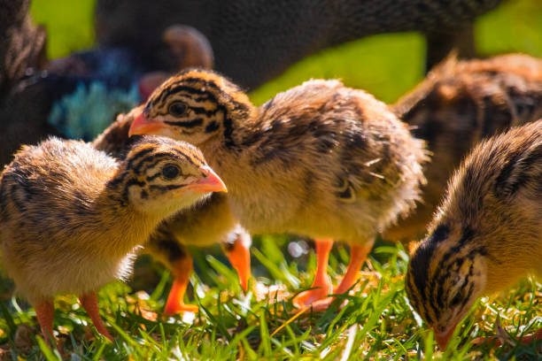 z bliska słodkie małe keets perliczek perliczek karmienia na trawiastej łąki o zachodzie słońca. - male animal vertebrate one animal guinea fowl zdjęcia i obrazy z banku zdjęć