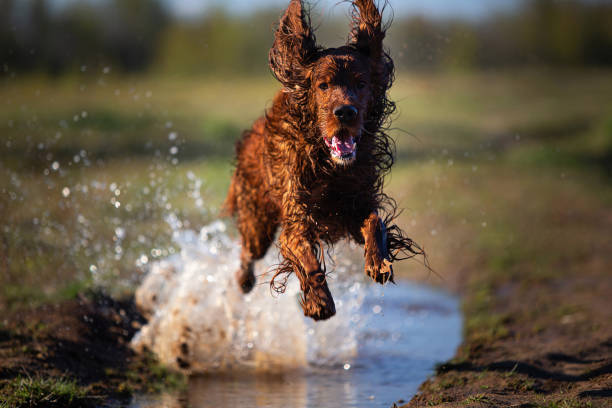 cane setter irlandese bagnato che corre sulla pozzanghera - dirt jumping foto e immagini stock