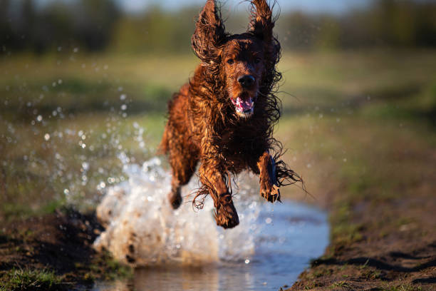mokry irlandzki seter pies działa na kałuży - dirt jumping zdjęcia i obrazy z banku zdjęć