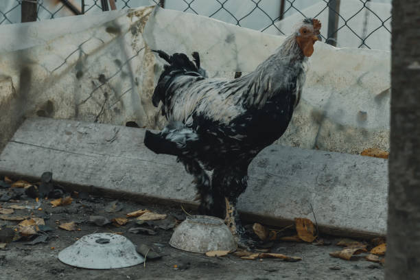 istock older curious cockerel looking for food in a  free range enclosure 1186541397