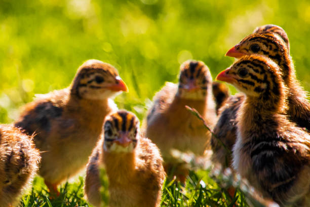 stado uroczych maleńkich keetów perliczek stojących na trawiastej łące o zachodzie słońca. - male animal vertebrate one animal guinea fowl zdjęcia i obrazy z banku zdjęć