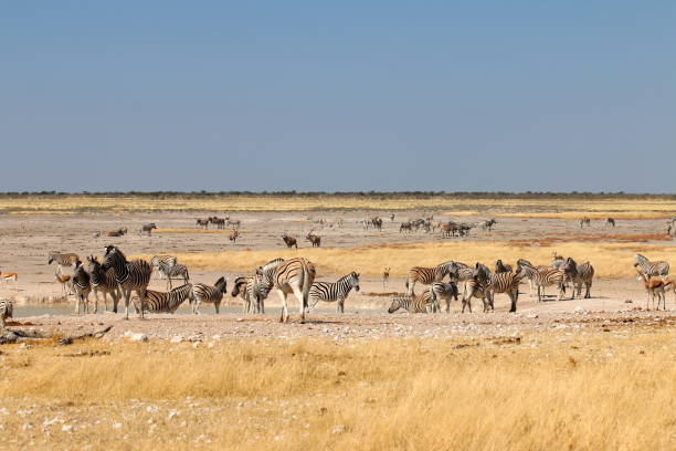 istock Herd of mixed animals in Etosha 1186542530