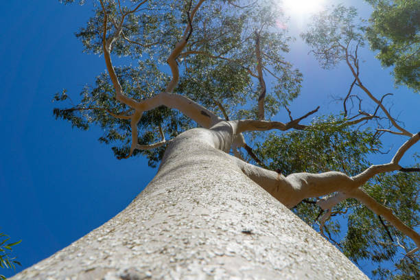 istock in the australian outback there is a big white gum tree with branches sticking out into the blue sky 1186542736