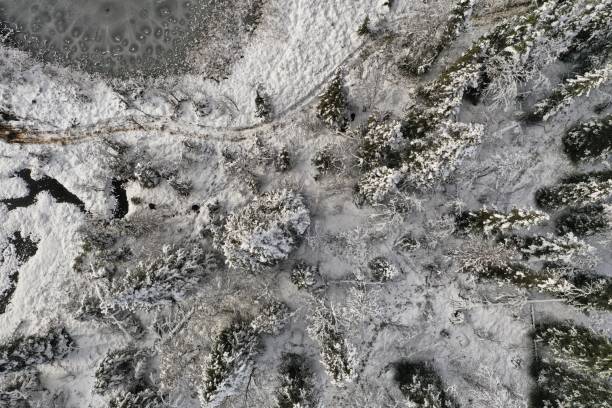Snow-covered forest in Lapland, Sweden. Image taken directly from above with a drone.