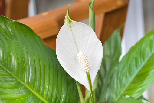 High resolution image. Peace lily flower in the garden.