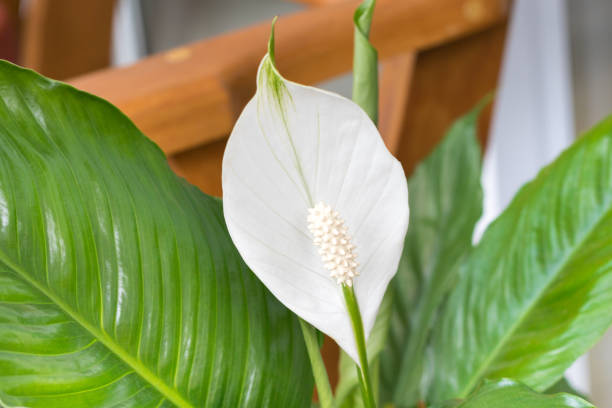 peace lily. - lily nature flower macro imagens e fotografias de stock