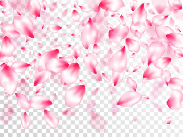 Vector illustration of Japanese cherry blossom pink flying petals