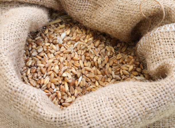 istock sack with ancient grains to make flour and bread 1186544389