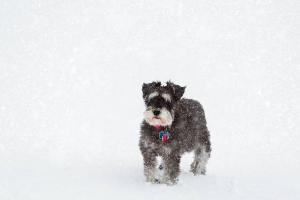 istock Mini-Schnauzer Dog In Winter Snow Storm 1186545347