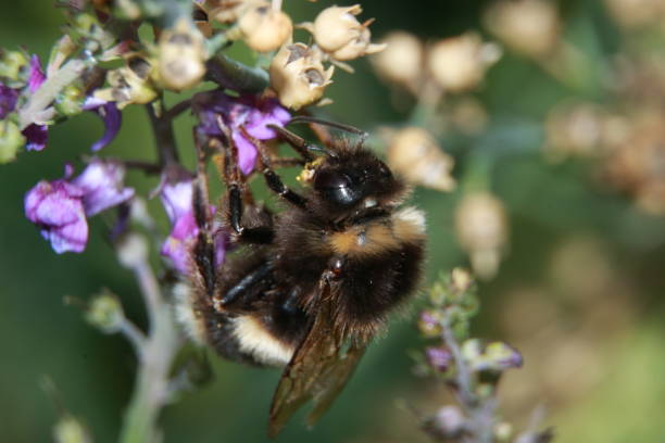 istock Side angle view of bee extracting pollen from flower 1186546530