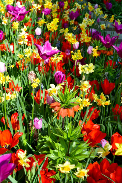 istock Field of tulips 1186548122