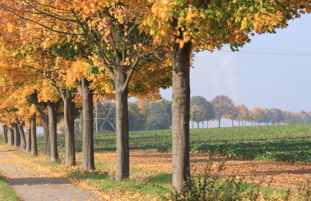 istock Maple trees with autumn leaves 1186549258