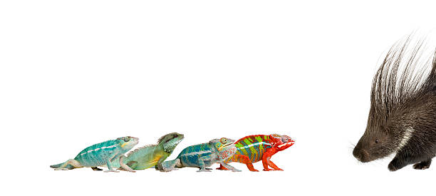 veiled chameleon, chamaeleo calyptratus is walking through the two frogs