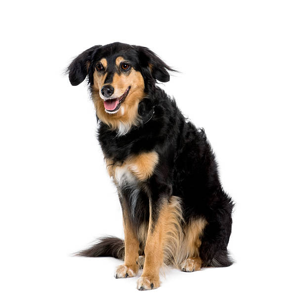 istock Bastard dog sitting in front of white background 118655073