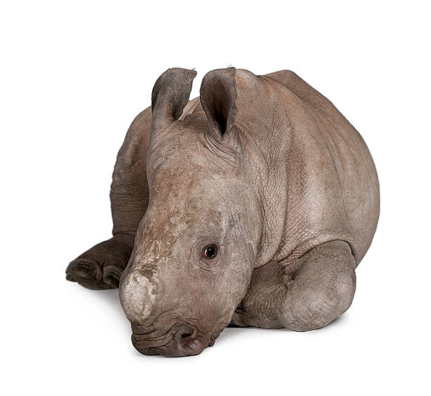 istock young Square-lipped rhinoceros in front of a white background 118655076