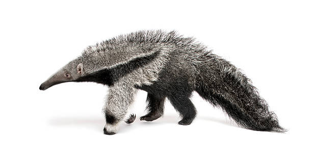 Young Giant Anteater walking in front of white background  anteater stock pictures, royalty-free photos & images