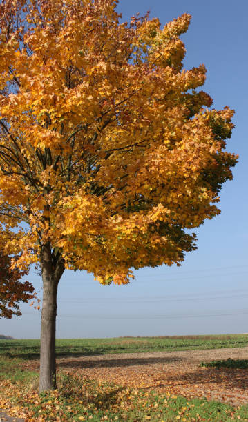 Maple trees with autumn leaves