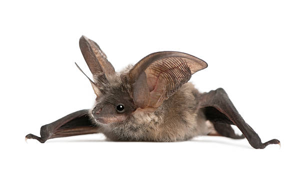 A grey long-eared bat laying on a white background Grey long-eared bat, Plecotus astriacus, in front of white background, studio shot. bat animal stock pictures, royalty-free photos & images