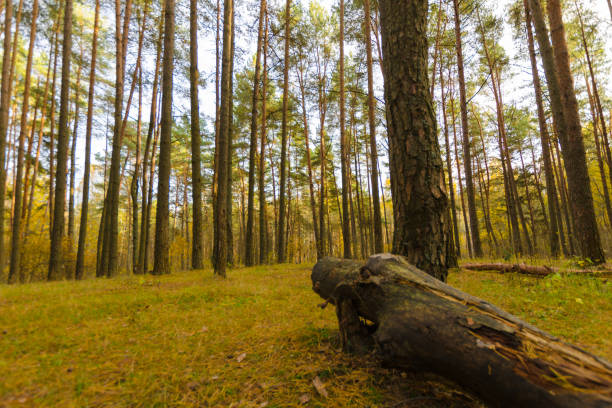 autumn landscape in the forest.fallen tree in the autumn forest