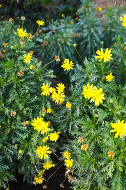 Grey-leaved euryops yellow flowers with green vertcial