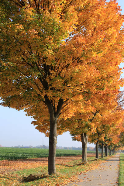 istock Maple trees with autumn leaves 1186553243