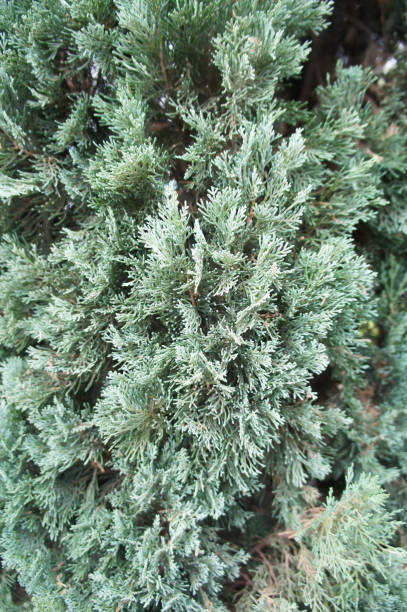 istock juniperus horizontalis glacier or creeping juniper green plant vertcial 1186553249