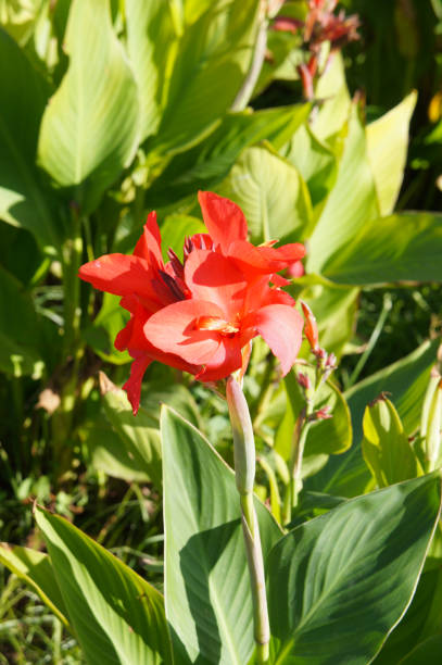 istock Canna lilies robert kemp red flowers vertcial 1186553276