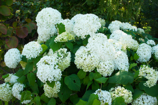 istock Srub of hydrangea paniculata silver dollar white flowers 1186553342
