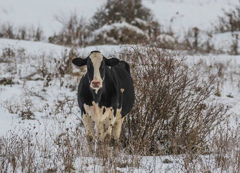 Beef Cows in winter in Kananaskis Country