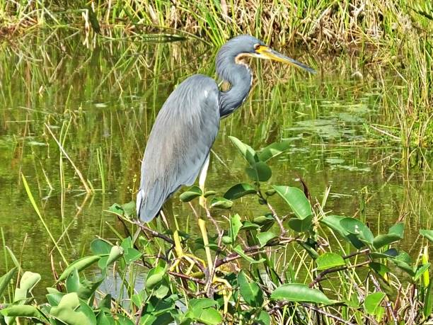istock Tricolored Heron (Egretta tricolor) in the Florida wetlands 1186554433