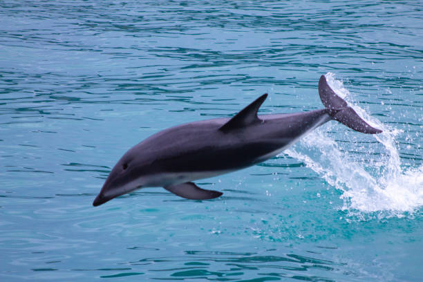 istock Dusky Dolphin up side down above the sea jumping in Kaikoura 1186554839