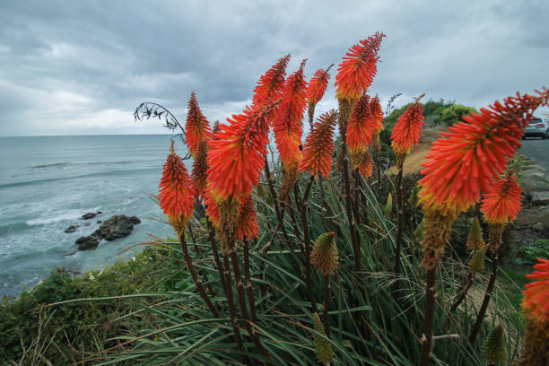 istock Kniphofia Red Hot Poker Flower on a beach 1186554961