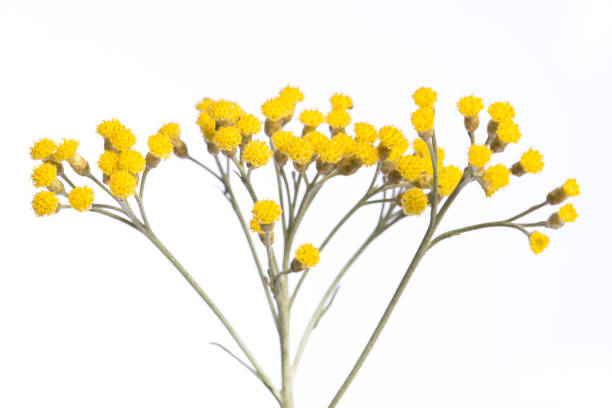heilpflanze aus meinem garten: helichrysum italicum (currypflanze) detail der gelben blüten isoliert auf weißem hintergrund seitenansicht - korbblütler stock-fotos und bilder