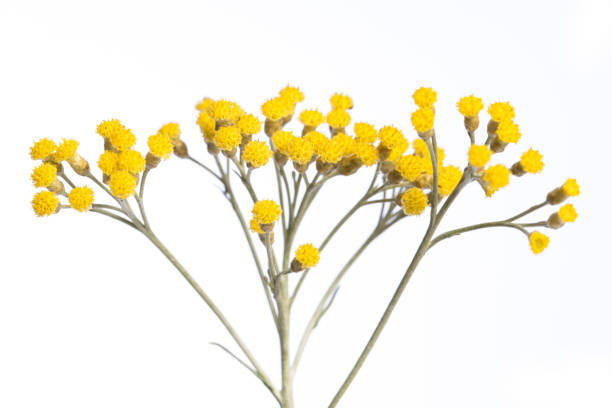 내 정원에서 약용 식물 : helichrysum italicum (카레 식물) 흰색 배경 측면에 고립 된 노란색 꽃의 세부 사항 - 데이지과 뉴스 사진 이미지