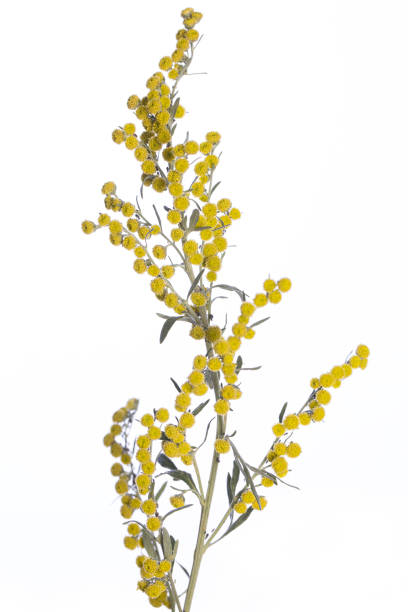 medicinal plant from my garden: Artemisia absinthium ( grand wormwood) yellow flowers isolated on white background side view stock photo
