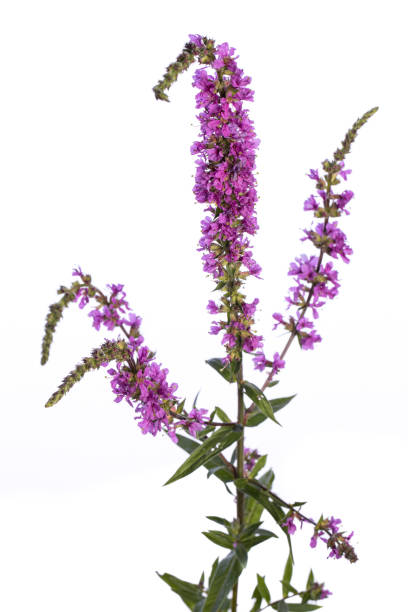 planta medicinal do meu jardim: lythrum salicaria (roxo loosestrife) flores isoladas no fundo branco - homeopathic medicine medicine vertical studio shot - fotografias e filmes do acervo