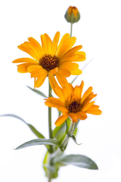 planta medicinal do meu jardim: calendula officinalis (maconha) flores abertas e fechadas isoladas em fundo branco - homeopathic medicine medicine vertical studio shot - fotografias e filmes do acervo