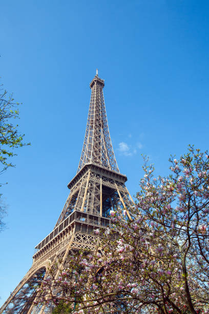 istock Eiffel tower and flowering Magnolia 1186556433