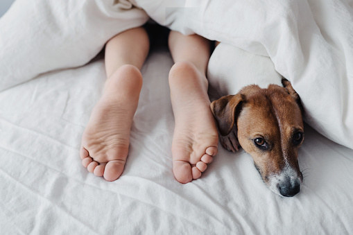 Legs of a child under a white blanket next to a cute dog Jack Russell Terrier.