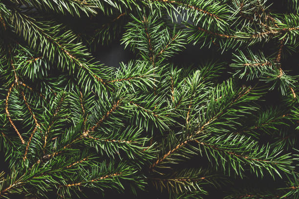 istock Christmas tree branches. Christmas concept, nature, winter. Background for postcards. Flat lay, top view 1186562757