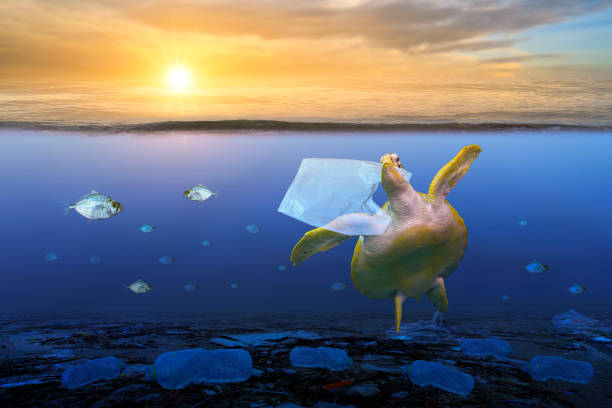 istock plastic ocean turtle are eating plastic bags under the blue sea. Environmental conservation concepts and not throwing garbage into the sea 1186563075