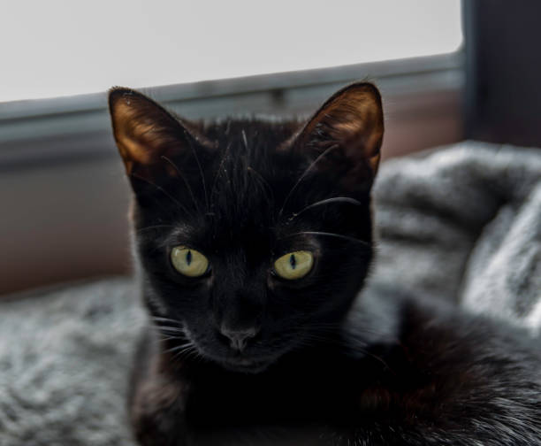 istock beautiful black kitten laying down 1186563834