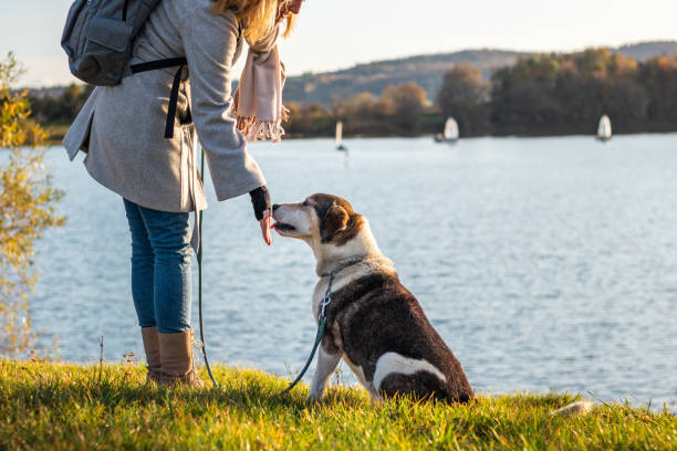 kobieta karmiąca swojego psa na zewnątrz nad jeziorem - action dog outdoors animal trainer zdjęcia i obrazy z banku zdjęć