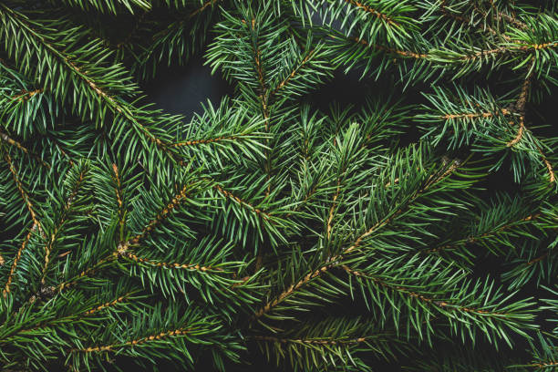 istock Christmas tree branches. Christmas concept, nature, winter. Background for postcards. Flat lay, top view 1186564044