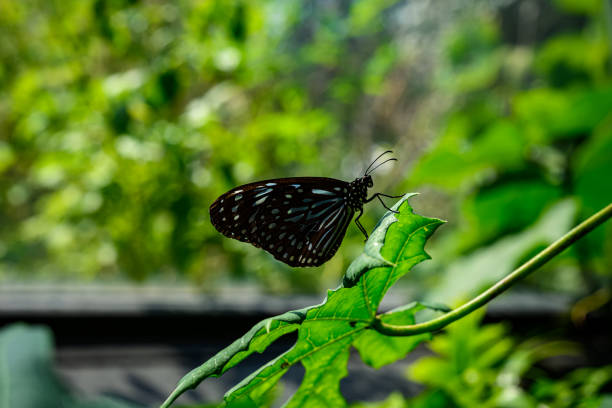 colorful tropical background. bright tropical butterfly on a green leaf