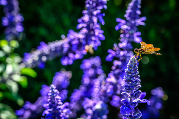 A Yellow Dragonfly on some Blue Salvia/Garden Sage