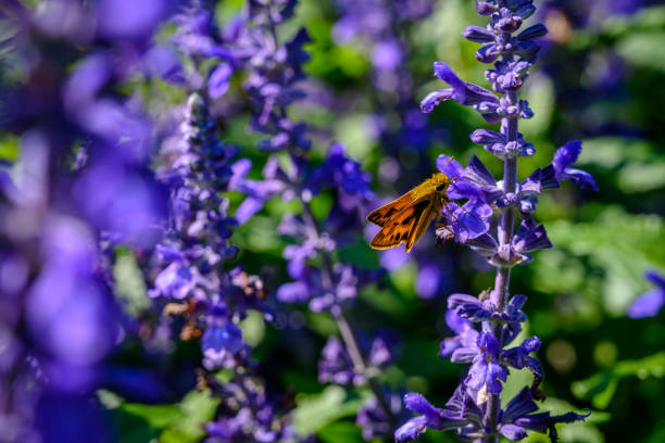 A Yellow Dragonfly on some Blue Salvia/Garden Sage