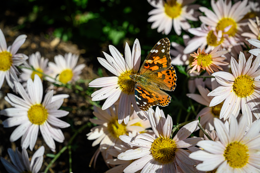 Spotted Tigerwing Butterfly On Garden Mums
